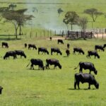 Rebanho de gado Brangus em fazenda no oeste paulista, adaptado ao calor e produzindo carne de qualidade.