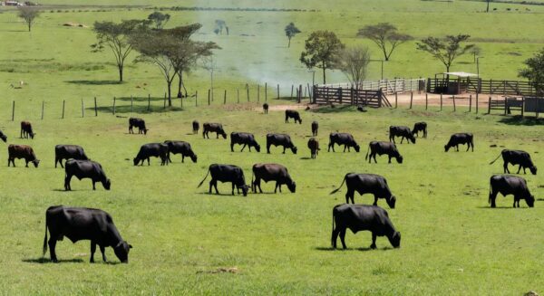 Rebanho de gado Brangus em fazenda no oeste paulista, adaptado ao calor e produzindo carne de qualidade.