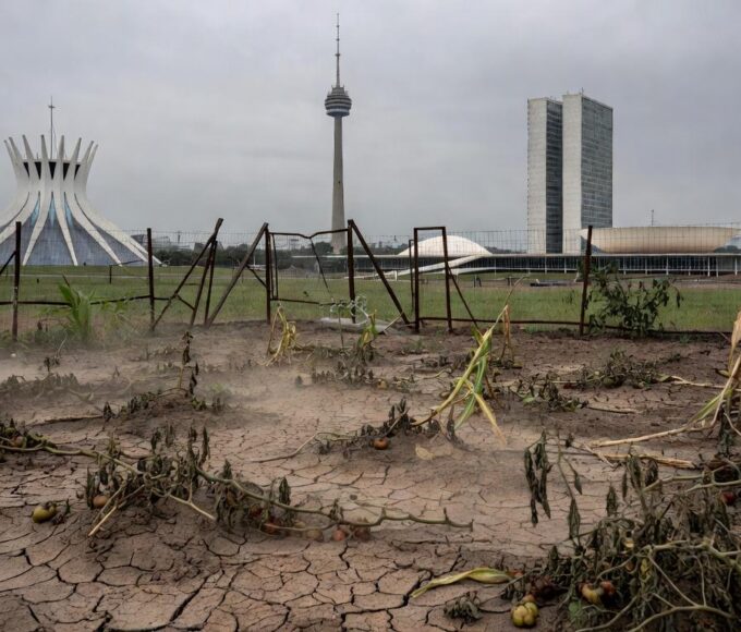 Área de agricultura urbana abandonada em Brasília, com plantações secas e negligenciadas, destacando falhas expostas pela CLDF.