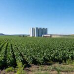 Plantação de soja no Brasil, simbolizando aumento da mistura de biodiesel no diesel em meio a tensões no Oriente Médio.