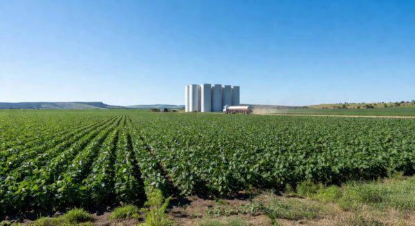 Plantação de soja no Brasil, simbolizando aumento da mistura de biodiesel no diesel em meio a tensões no Oriente Médio.