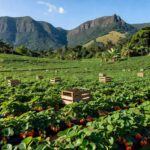 Plantação de morangos no Espírito Santo afetada por importações do Egito, com frutos maduros e relevo montanhoso ao fundo.