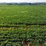 Lavoura agrícola em São Sebastião com Câmara do DF ao fundo, representando voluntários do agro
