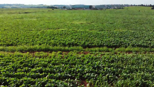 Lavoura agrícola em São Sebastião com Câmara do DF ao fundo, representando voluntários do agro
