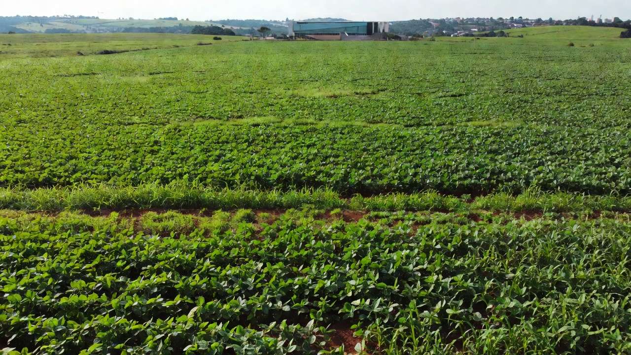 Lavoura agrícola em São Sebastião com Câmara do DF ao fundo, representando voluntários do agro