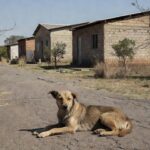 Cachorro comunitário em rua de Recanto das Emas, Brasília