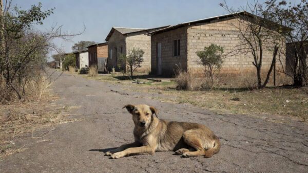 Cachorro comunitário em rua de Recanto das Emas, Brasília