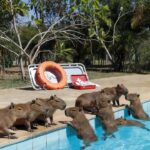 Filhotes de capivara resgatados por PM Ambiental em piscina no Lago Norte