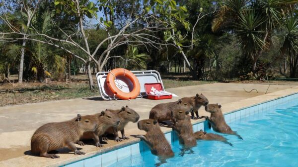 Filhotes de capivara resgatados por PM Ambiental em piscina no Lago Norte