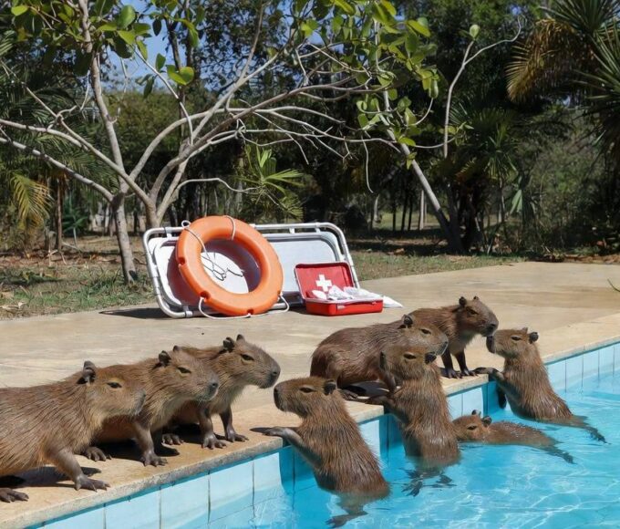 Filhotes de capivara resgatados por PM Ambiental em piscina no Lago Norte