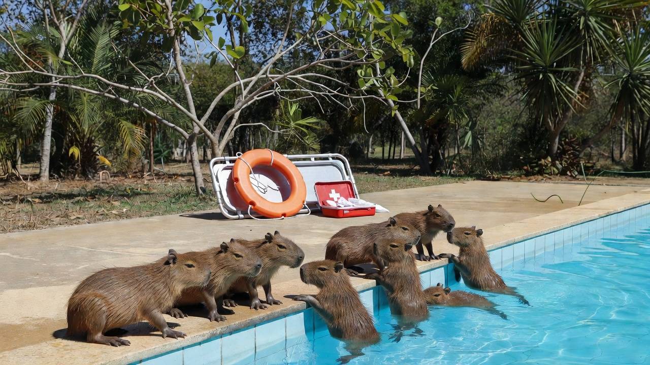 Filhotes de capivara resgatados por PM Ambiental em piscina no Lago Norte