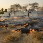Queima controlada em 300 hectares de cerrado no DF para prevenir incêndios