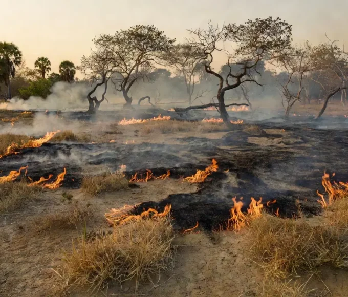 Queima controlada em 300 hectares de cerrado no DF para prevenir incêndios